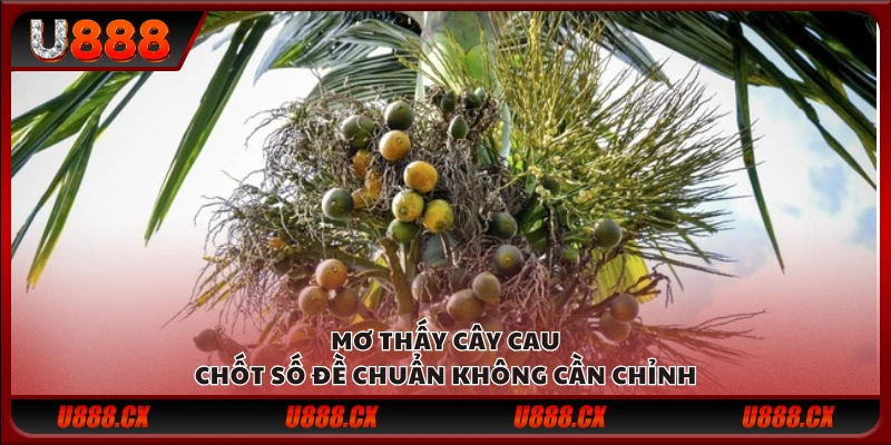 Mơ thấy cây cau – Chốt số đề chuẩn không cần chỉnh