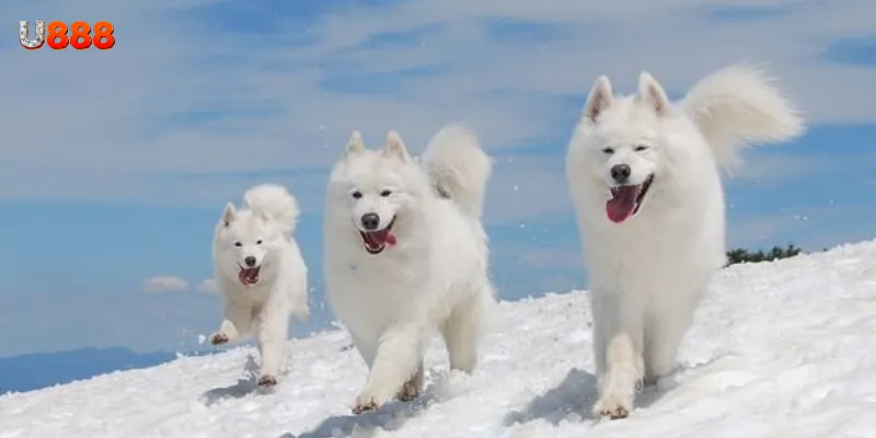 Tổng hợp những trường hợp mơ thấy chó phổ biến