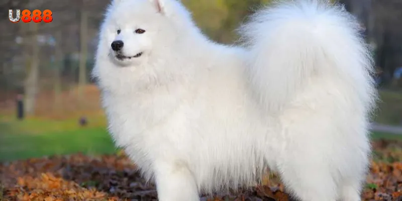 Nằm mơ thấy chó đánh số gì? Gợi ý chuẩn xác