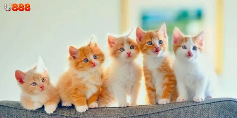 Tìm hiểu ý nghĩa khi nằm mơ thấy mèo