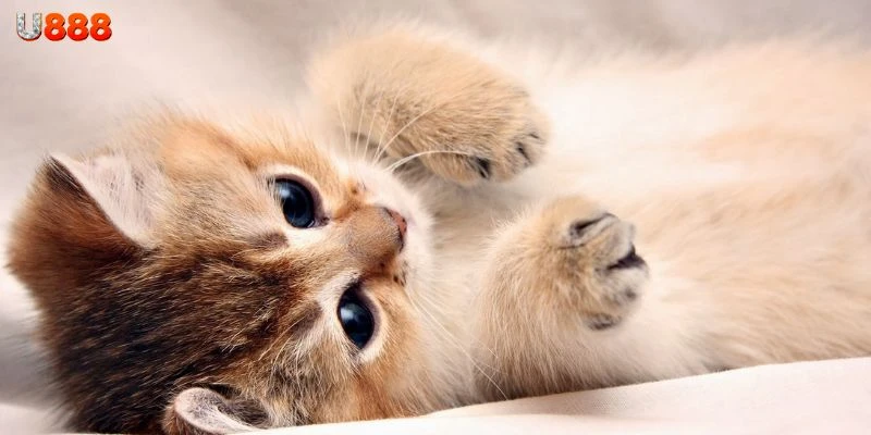 Các con số may mắn nên đánh khi mơ thấy mèo